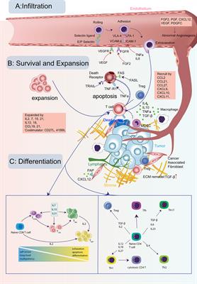 Cytokine and Chemokine Signals of T-Cell Exclusion in Tumors